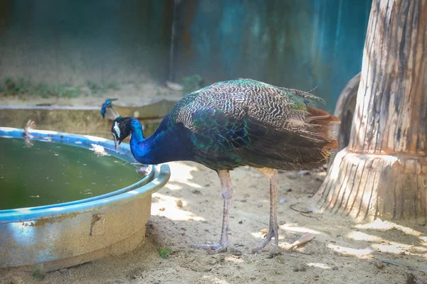 Tiro Isolado Pavão Azul Que Descansa Cima Galho Árvore Azoo — Fotografia de Stock