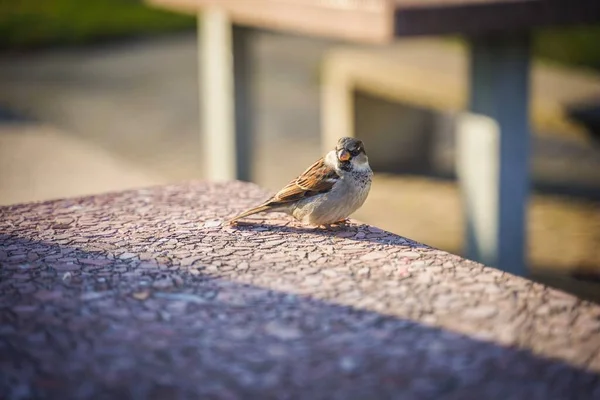 Egy Aranyos Madár Asztalon Szabadtéri Parkban — Stock Fotó