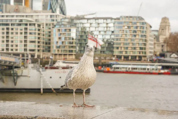 Slutet Skott Mås Tower Bridge London Molnig Dag — Stockfoto