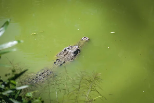 Isolerad Bild Stor Krokodil Som Vilar Buren Jong Crocodile Farm — Stockfoto