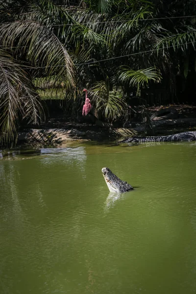 Crocodilos Pulando Para Fora Água Para Sessões Alimentação Jong Crocodile — Fotografia de Stock