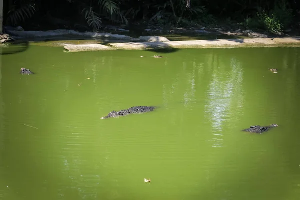 Isolerad Bild Stor Krokodil Som Vilar Buren Jong Crocodile Farm — Stockfoto