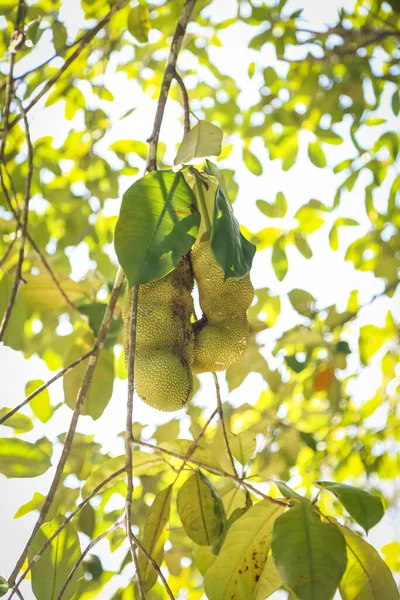 Artocarpus Integer Allmänt Känd Som Chempedak Eller Cempedak Trädart Familjen — Stockfoto