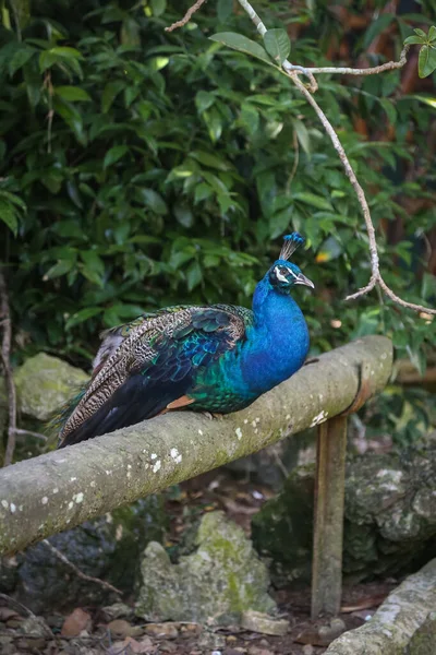 Tiro Isolado Pavão Azul Que Descansa Cima Galho Árvore Azoo — Fotografia de Stock