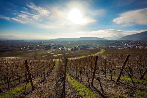 Riquewihr Köyü 'nün güzel manzarası, Fransa Vineyard Tepesi' nin tepesinden