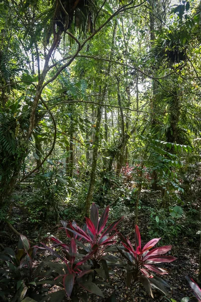 Landschaftlich Reizvoller Blick Auf Einen Waldweg — Stockfoto