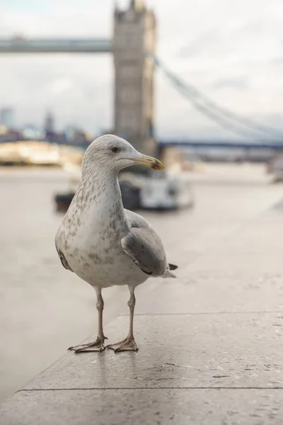 Bulutlu Bir Günde Londra Kule Köprüsü Nde Martı Görüntüsü Kapatıldı — Stok fotoğraf