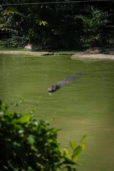 Crocodilos Pulando Para Fora Água Para Sessões Alimentação Jong Crocodile — Fotografia de Stock