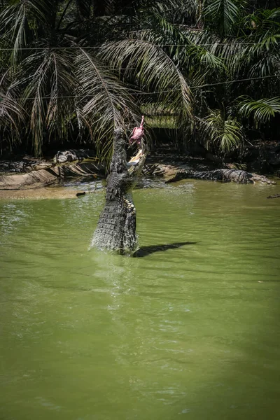 Crocodiles Jumping Out Water Feeding Sessions Jong Crocodile Farm Kuching — Stock Photo, Image