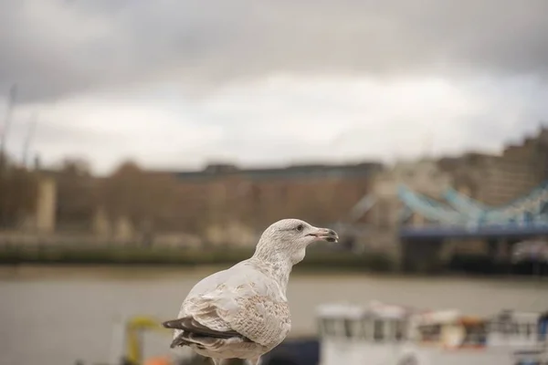 Bulutlu Bir Günde Londra Kule Köprüsü Nde Martı Görüntüsü Kapatıldı — Stok fotoğraf