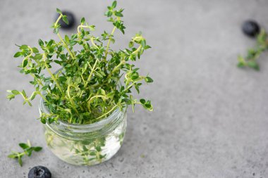 Gri arka planda cam bir kavanozda taze kekik dalları