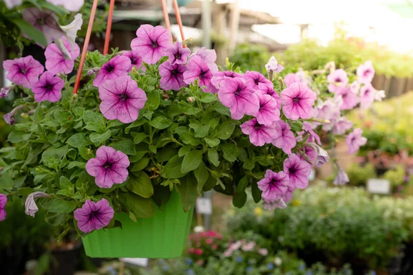 Květinové Záhony Pestrobarevnými Petúniemi Barevné Petúnie Petúnie Hybrida — Stock fotografie