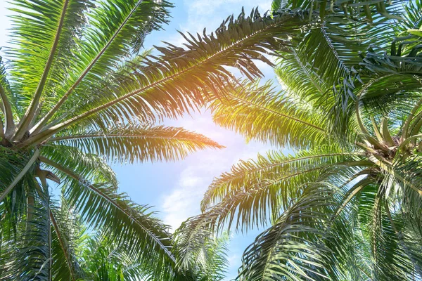 Bottom View Palm Trees Blue Sky Palm Trees Tropical Beach — Stock Photo, Image