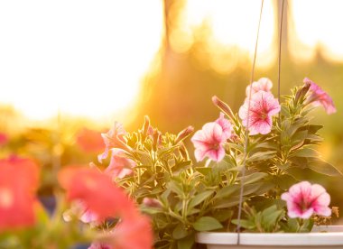 Çok renkli petunya çiçekleri, renkli petunya (Petuni