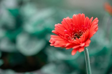 Sabah taze Gerbera çiçeği.