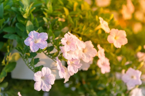 Aiuola con petunie multicolori, petunia colorata (Petuni — Foto Stock