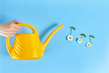 Mavi arka plandaki sulama kutusundan gelen notlar şeklinde papatya çiçekleri sulamak. konsept müzik sever ya da ilkbahar, merhaba yaz