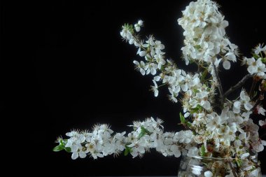 Koyu arkaplanda taze beyaz çiçekler. Kopyalama alanı ile göster