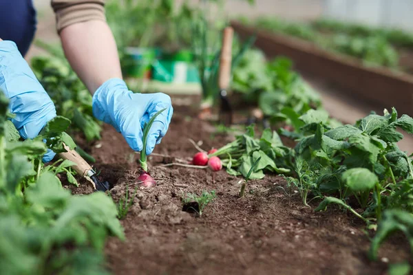 Gardeners hands planting and picking vegetable from backyard garden. Gardener in gloves prepares the soil for seedling. Season work.