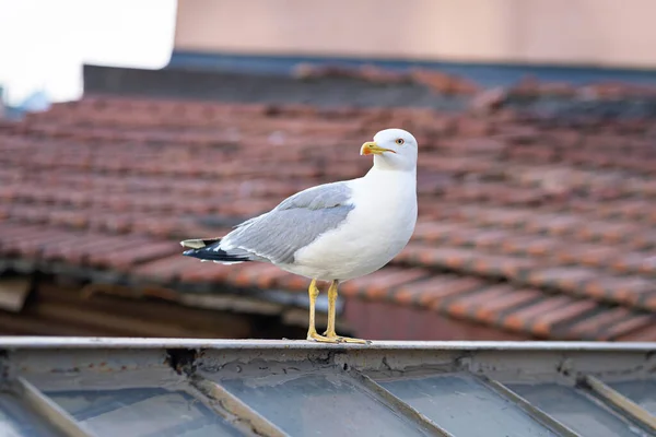 Seagull bird on tiled roof in sunny day — Stock Photo, Image