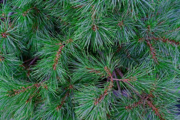 Bakgrund Julgran Grenar Gran Barrträd Konsistens Bakgrund — Stockfoto