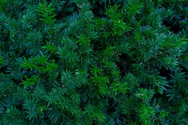 Noel ağacı dalları. Çam kozalaklı ağaç dokusu arkaplanı