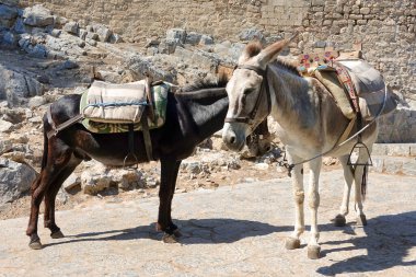 Sokakta iki eşek yürüyüş için turistleri bekliyor..          