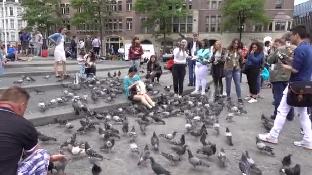 Plaza Presa Ámsterdam Gente Una Bandada Palomas Ámsterdam Países Bajos — Vídeos de Stock