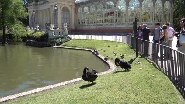 Чорні Лебеді Біля Ставка Парку Ель Ретіро Мадрид Іспанія Травень — стокове відео