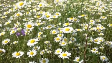 Tarlada beyaz papatya çiçekleri.