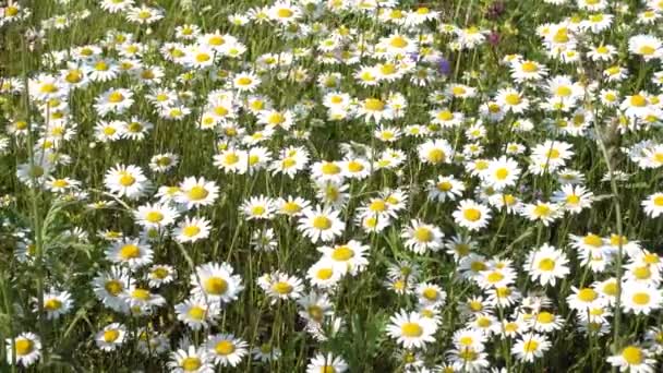 Vita Kamomillblommor Fältet — Stockvideo