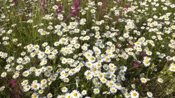 Vita Kamomillblommor Fältet — Stockvideo