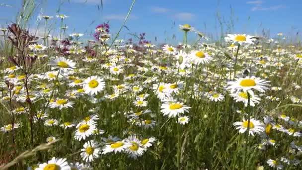 Білі Квіти Ромашки Полі Фоні Неба — стокове відео