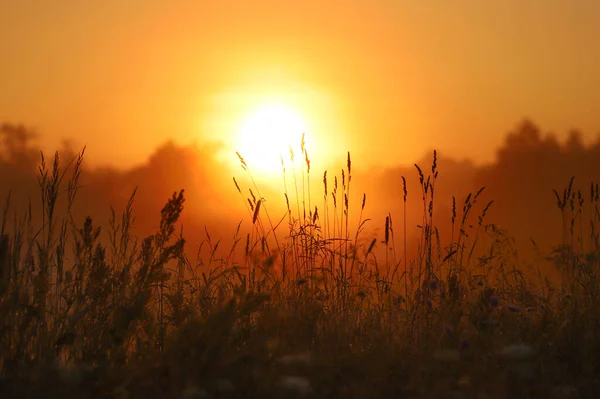 Çimlerin üzerinde altın gün doğumu, ön planda seçici odak, arka plan bulanık.