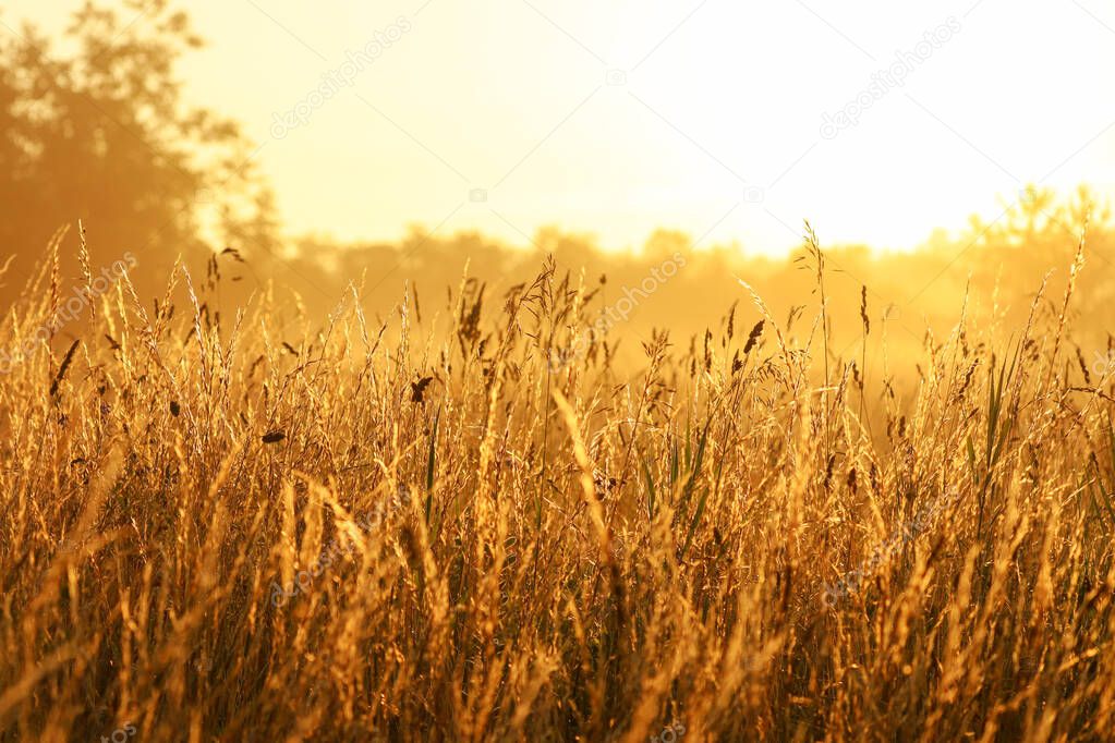 Golden sunrise over a field of tall grass, selective focus in the foreground, background blurred.