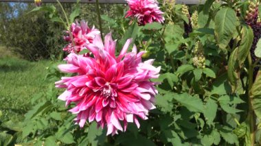 Bahçede büyüyen Dahlia çiçeği.