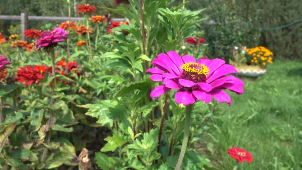 庭のピンクジニアの花 — ストック動画