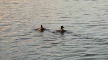 İki ördek suda birlikte yüzer. Kamera kuşları takip ediyor..