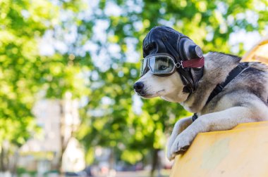 Bir pilotun kask ve gözlük huskies köpeklerin komik fotoğraf