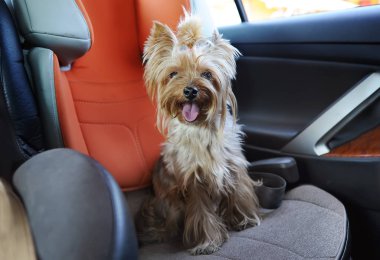Bir araba koltuğuna oturan dilini dışarı yapışmasını ile yorkshire terrier köpek.