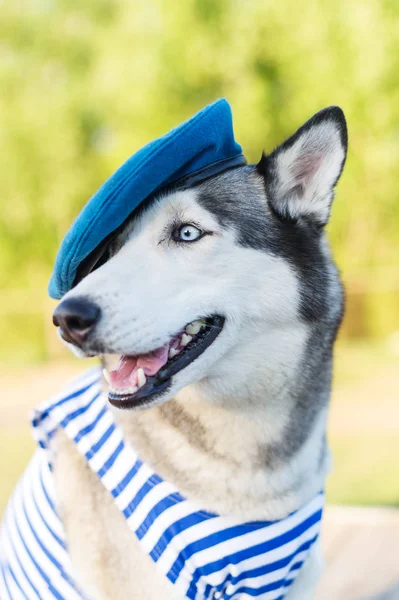 Dış Yapraklar Köpek Bir Deniz Üzerinde Arka Plan Açık Havada — Stok fotoğraf