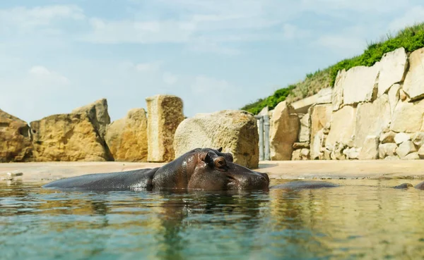 Hipopótamo Água Olhando Sobre Superfície — Fotografia de Stock