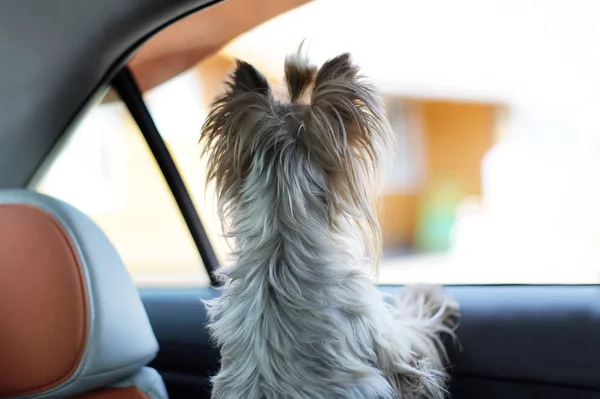 Yorkshire terrier dog in a car seat looks out of the car window. Rear view