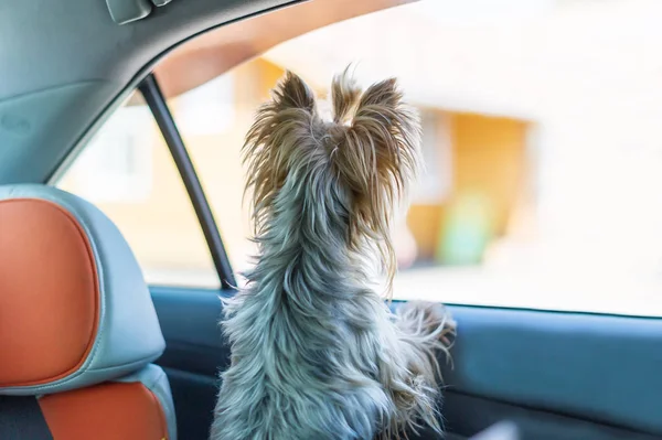 Terrier dog in a car seat looks out of the car window. Rear view