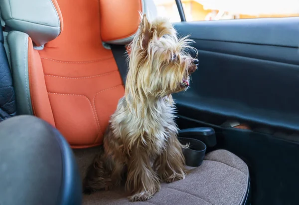 Dog sit in a car seat. Charming terrier in the car.