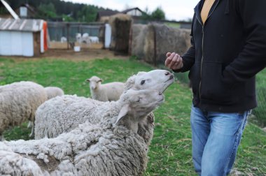 Turizm çim koyun çiftlik kırsal kesimde beslemesi, çiftlik sahibi onu onun yün için besleme.