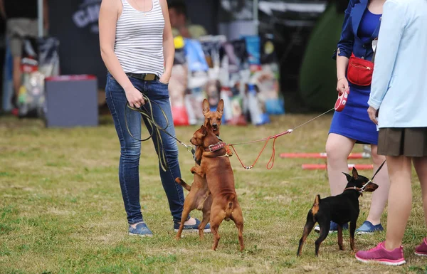 Köpek Neşeyle Avcılık Köpek Gösterisinde Oynamak — Stok fotoğraf