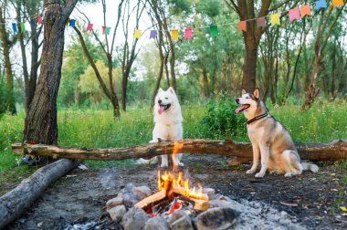Beyaz samoyed köpek ve yaz orman yangın yakındaki husky sit. Yatay dikey