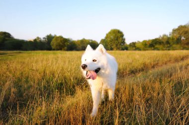 Gün batımı sırasında çayır üzerinde yürüyen Samoyed köpek. Yeşil alan beyaz husky köpek. 