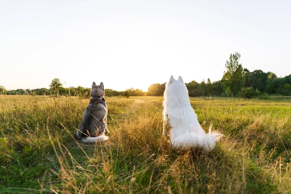 Biały Pies Samojeda Husky Pies Zielonej Łące Wieczór Widok Tyłu — Zdjęcie stockowe